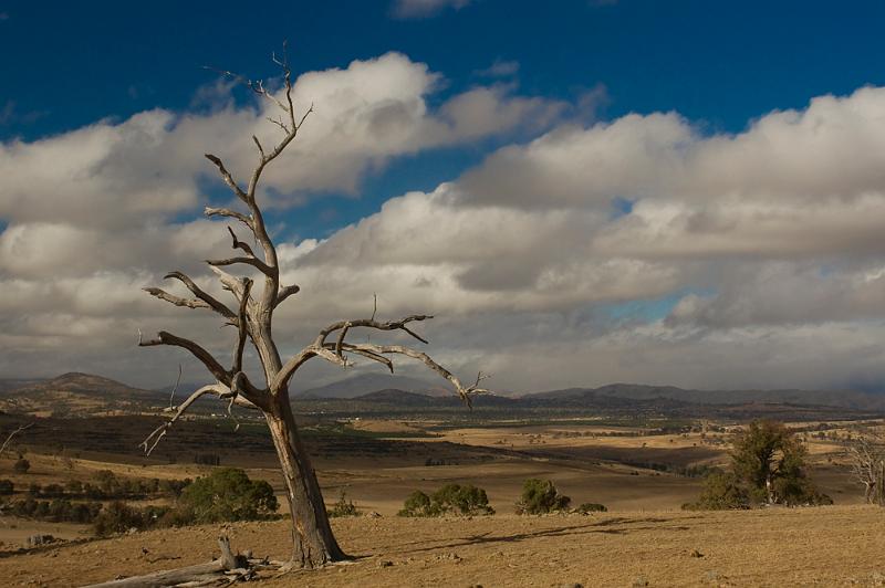 dead tree.jpg